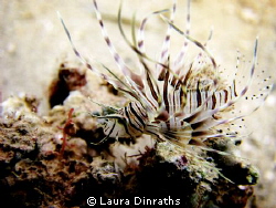 Juvenile Lionfish by Laura Dinraths 
